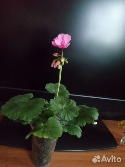 Пеларгония герань