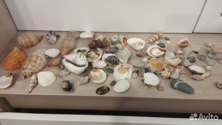 Морские ракушки раковины