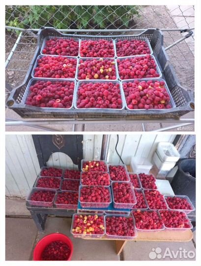 Ремонтантная малина свежая ягода