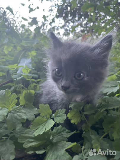 Котенок девочка 1.5 месяца