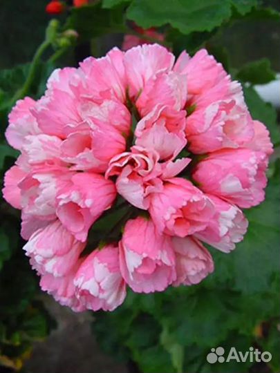 Набор тюльпановидных пеларгоний -бронь