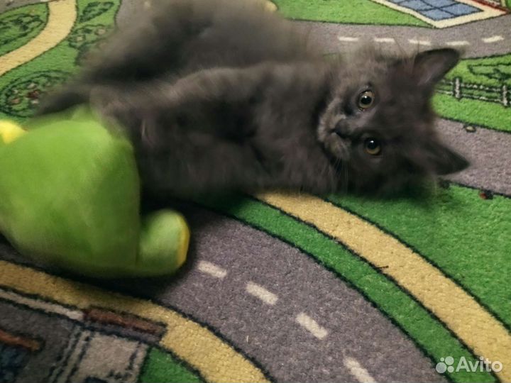 Кошки в добрые руки бесплатно