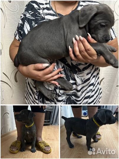 Продаются щенки Кане Корсо