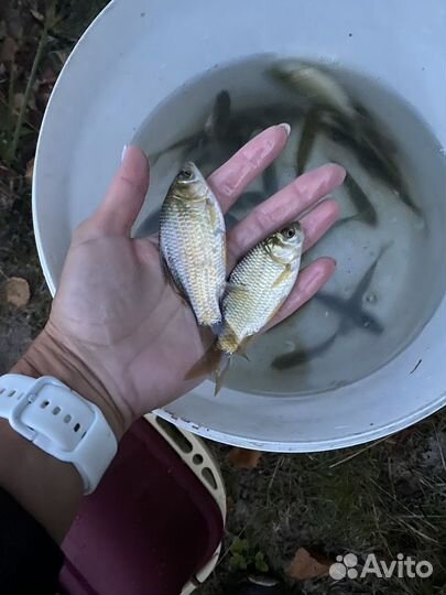 Живец карась