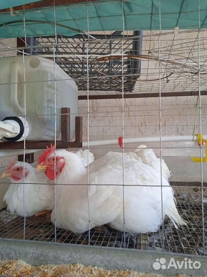 Домашний бройлер под заказ