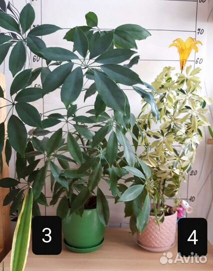 Комнатные цветы