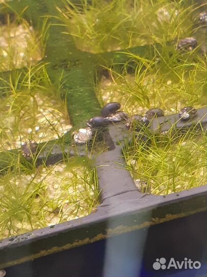 Теодокусы и креветки