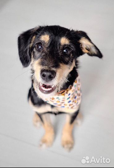 Щенок Мартин