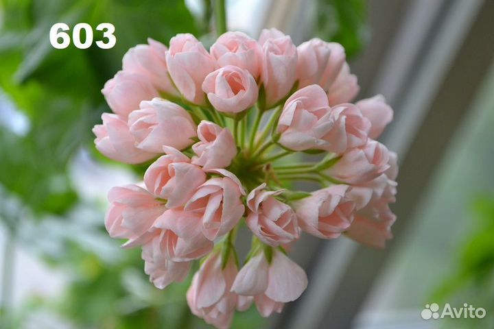 Пеларгония тюльпановидная (укорененные черенки)