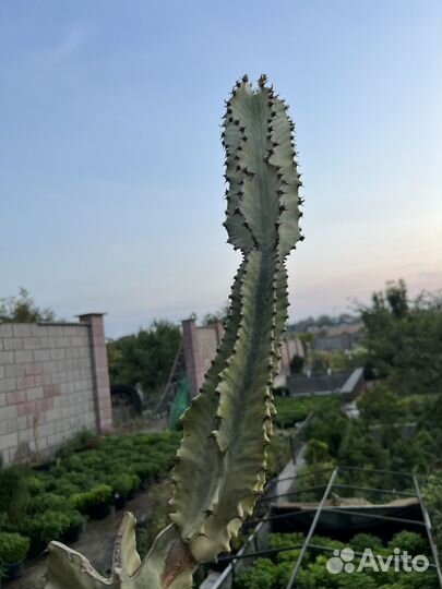 Эуфорбия вариегатная