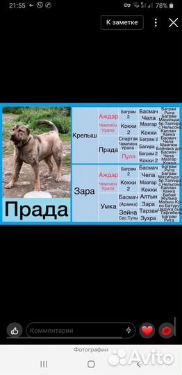 Кавказский волкодав