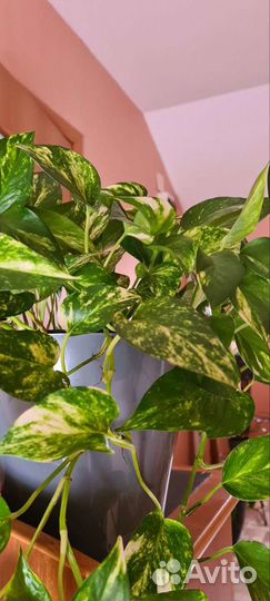 Сциндапсус пиктус, эпипремнум неон и голден квин