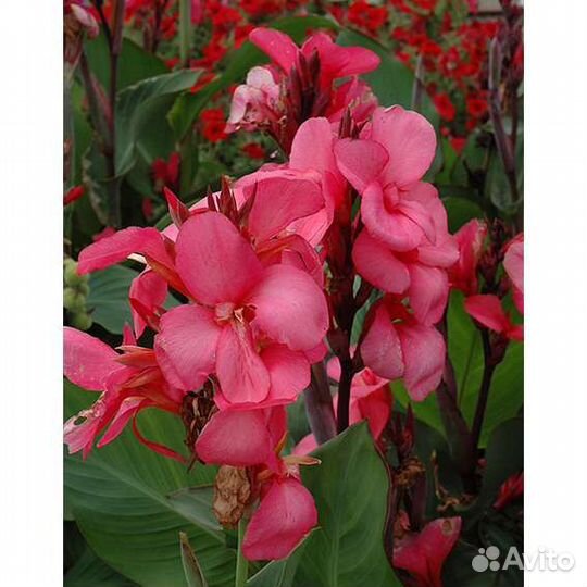 Цветы комнатные, канна