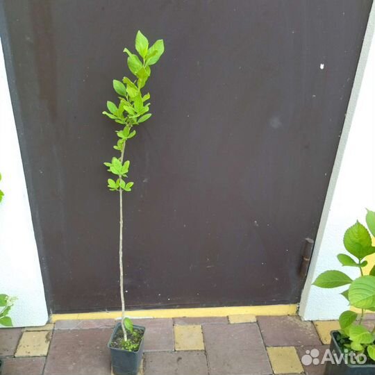 Саженцы бересклета