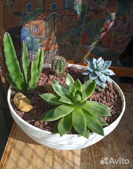 Садик из суккулентов