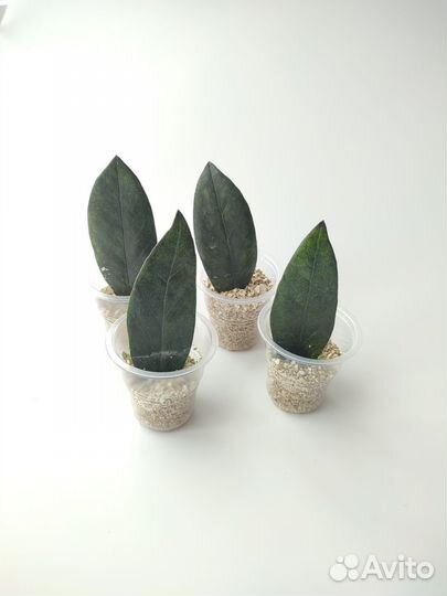 Замиокулькас супер нова