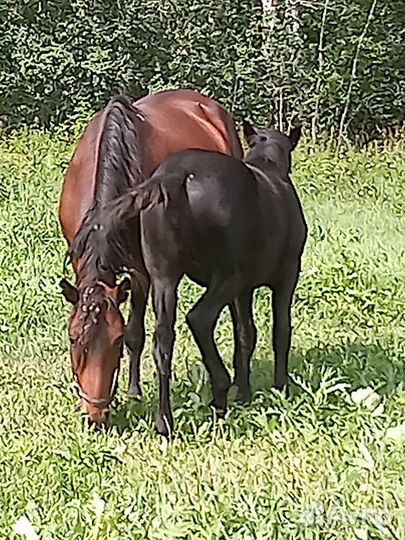 Лошадь с жеребенком