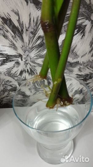 Замиокулькас