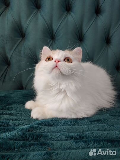 Шотландский хайленд страйт