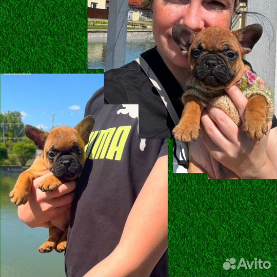 Мини девочки французики