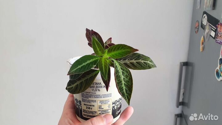 Комнатный цветок Руэллия