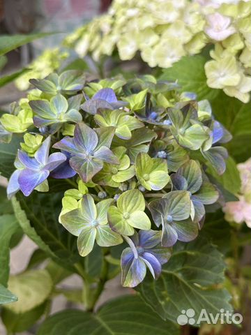 Новинка Hydrangea macr. Rembrandt Bella Pesche