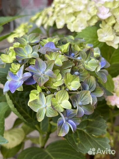 Новинка Hydrangea macr. Rembrandt Bella Pesche