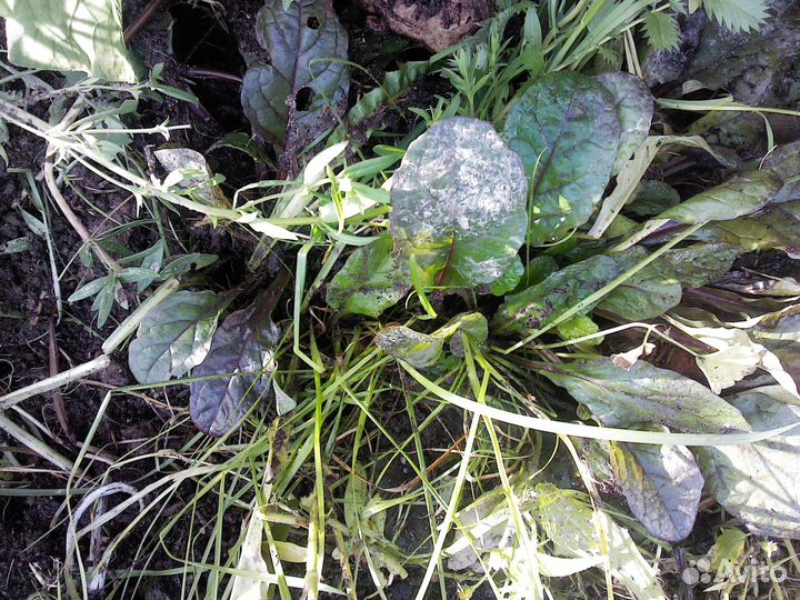 Колокольчик Ирис Купена Красоднев Жемужина,Живучка