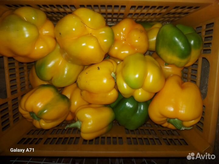 Перец болгарский домашний