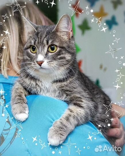 Красотка Лиза ищет дом