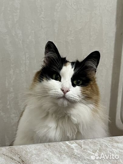 Кошечка