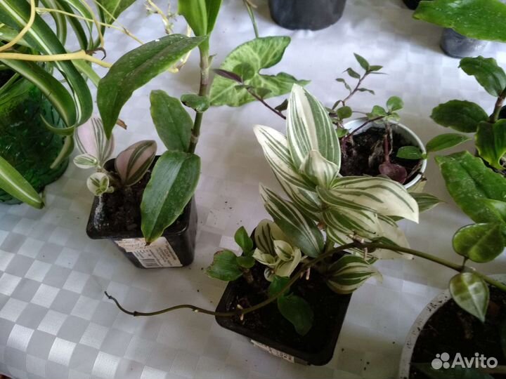 Домашние цветы