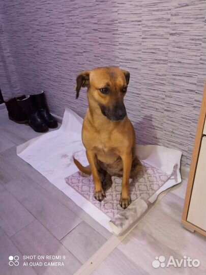 Собака в добрые руки