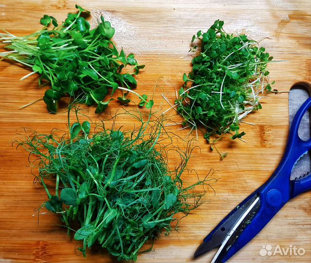 Семена Редиса для микрозелени