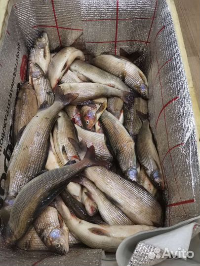 Хариус свежий