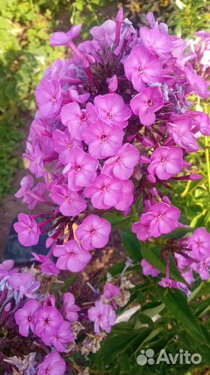 Флоксы Капитан и другие