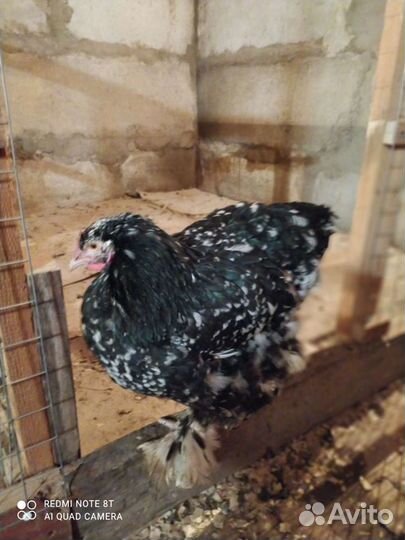 Инкубационное яйцо кохинхин стандарт