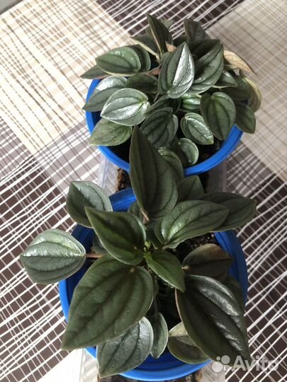 Комнатные цветы