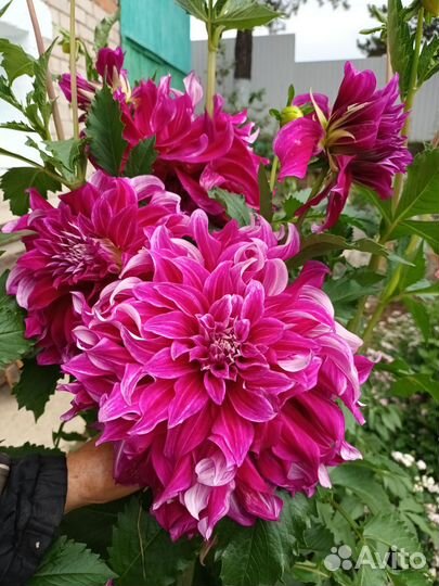 Георгины клубни