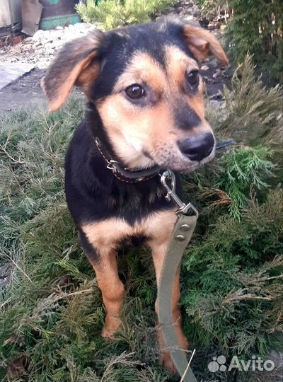 Щенки подростки в добрые руки