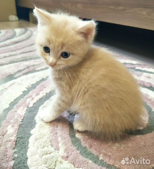 Котята