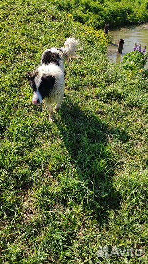 Собака в добрые руки отдам бесплатно