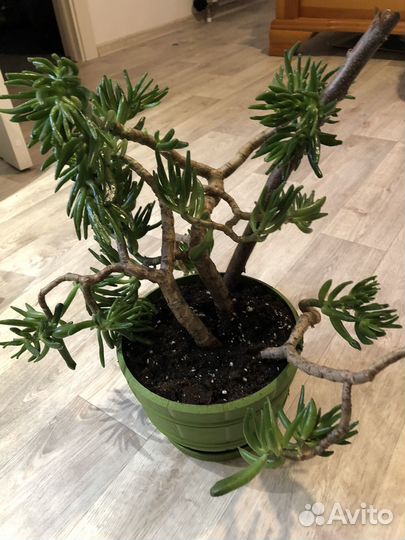 Алоэ лечебный