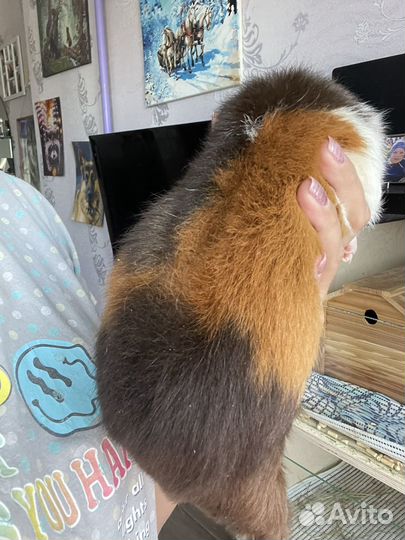 Морские свинки