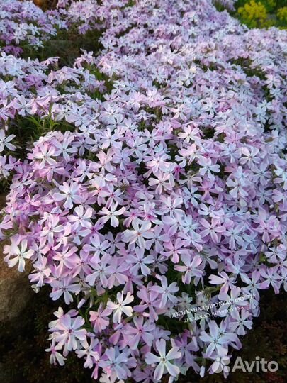 Садовые растения