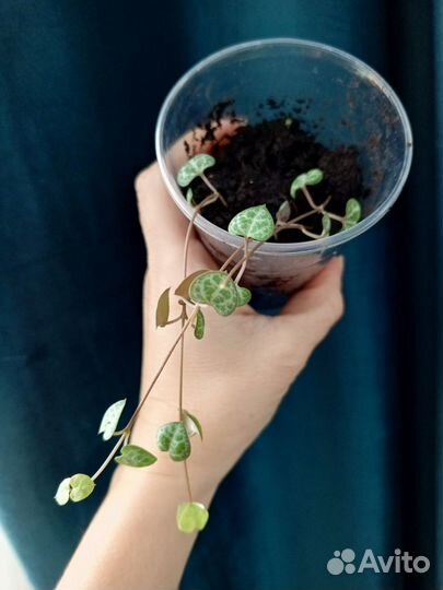 Церопегия вуда