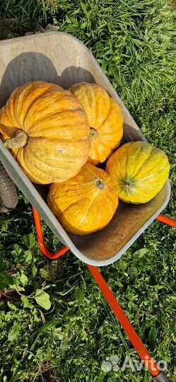 Тыква и кабачки домашние
