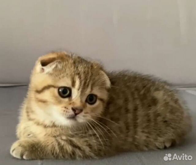 Шотландская вислоухая кошка