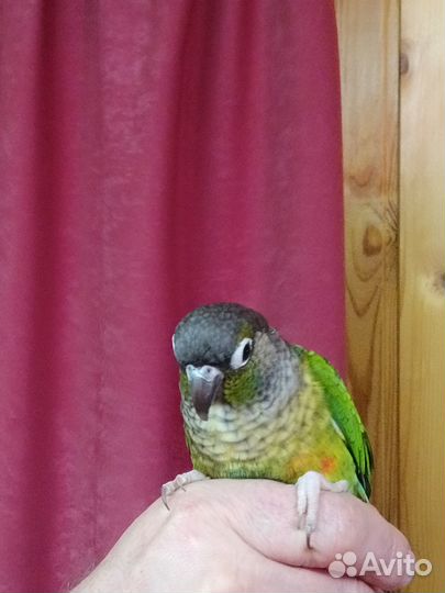 Попугай ручной пиррура