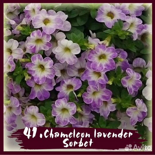 Срезы калибрахоа